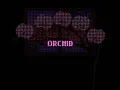 Orchid 