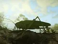 Insect Worlds